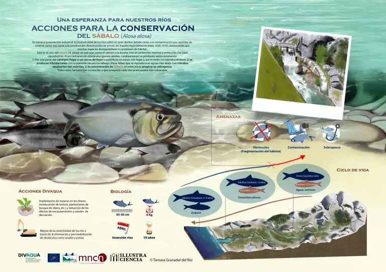 Infografia concurso ilustraciencia a4 72ppp RGB
